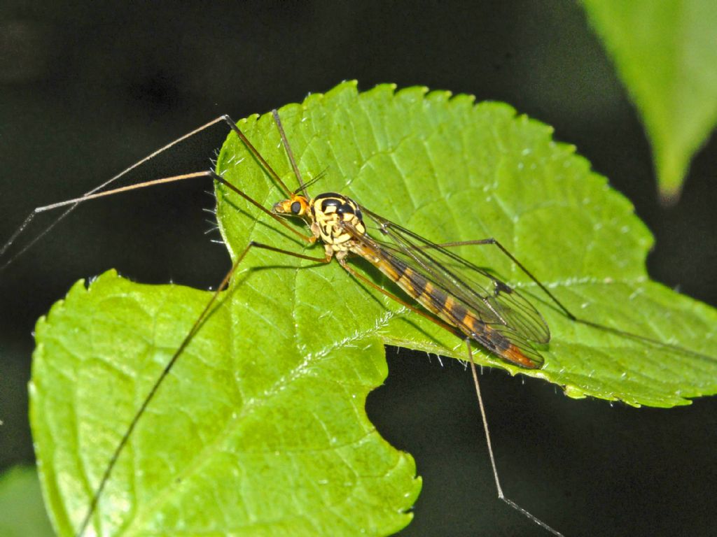 Nephrotoma sp., femmina  (Tipulidae)